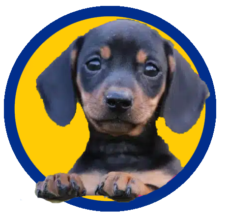 Honden